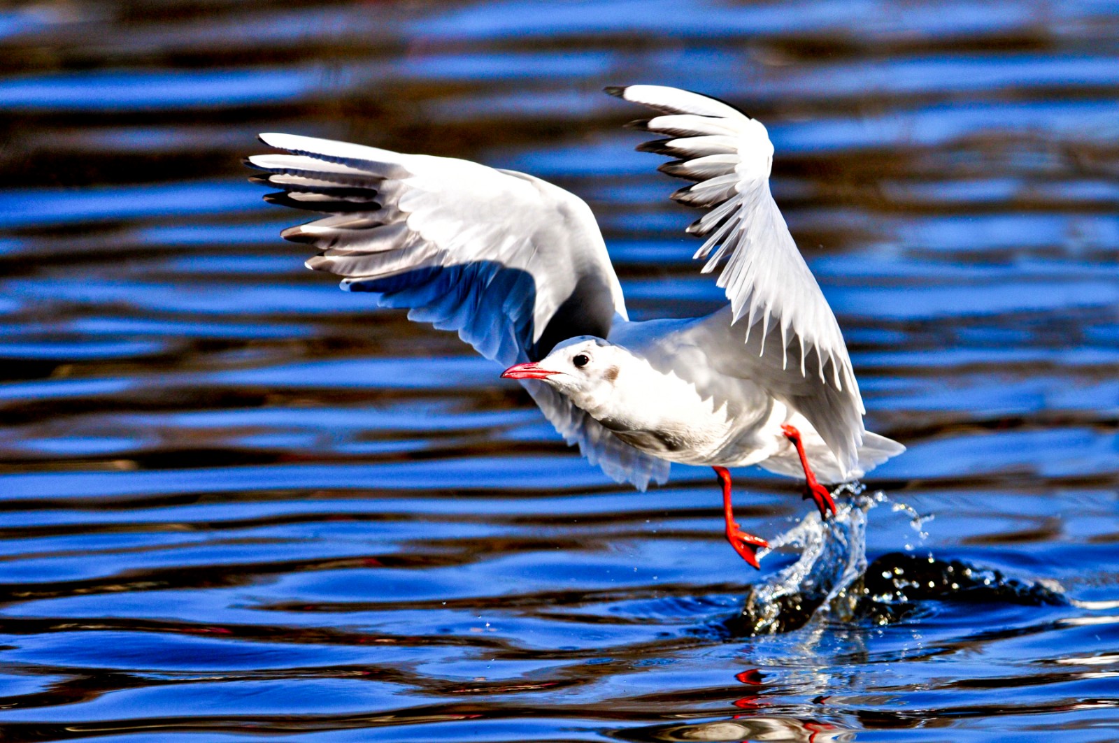 5、《振翅高飞》摄于2012年1月云南昆明，表现了海鸥振翅高飞的瞬间。.JPG